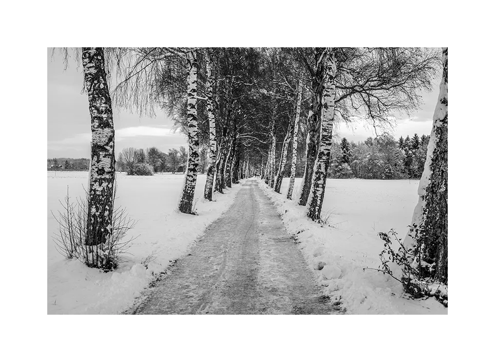 1002-10 · Allee im Winter · Deutschland, 2022