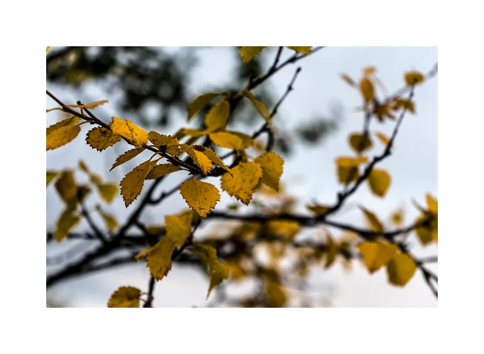 1011-11 · Herbstblätter · Finnland, 2017