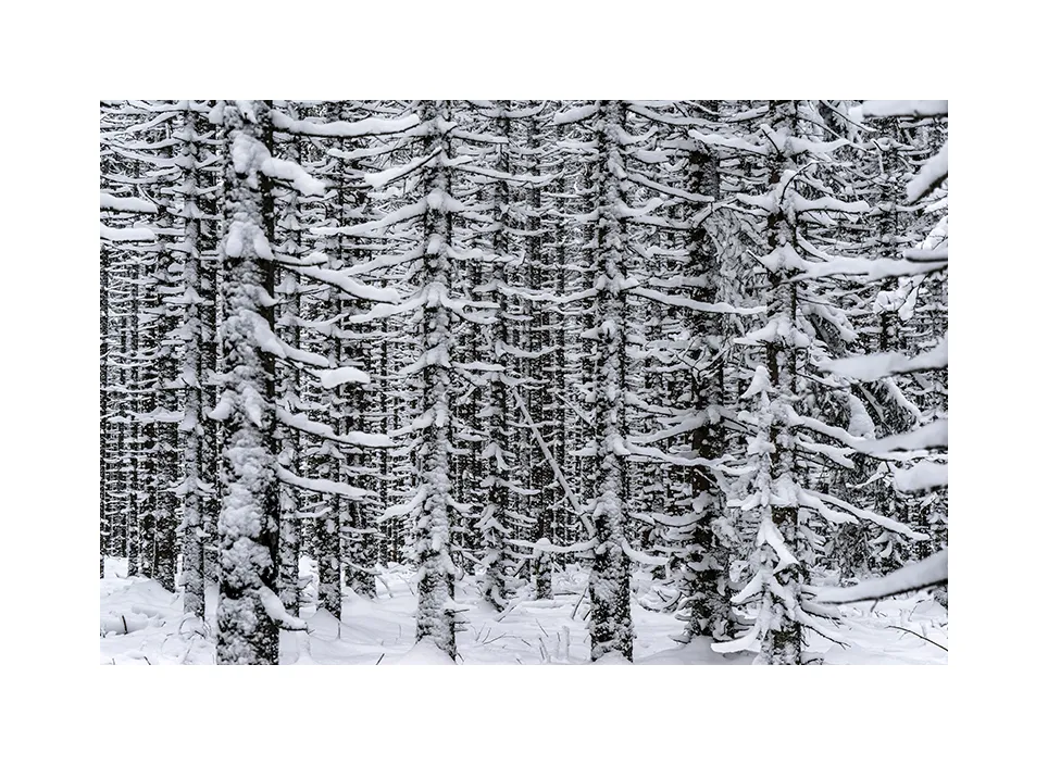 Nationalpark Šumava