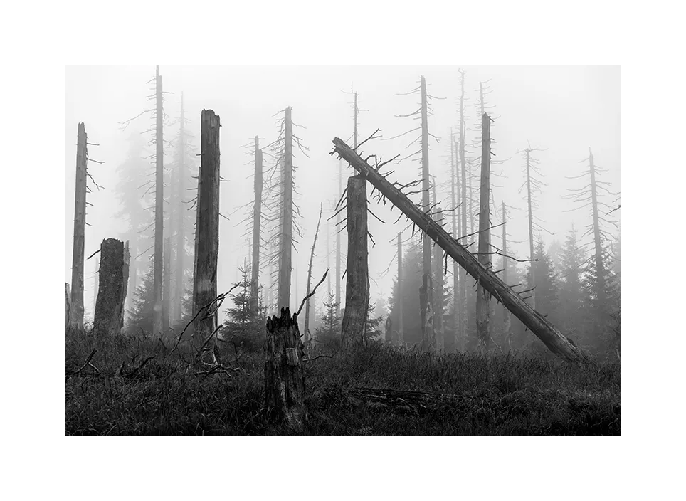 1002-17 · Toter Wald · Deutschland, 2018