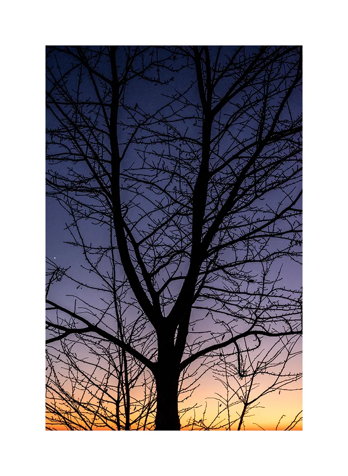 Baum im Sonnenuntergang