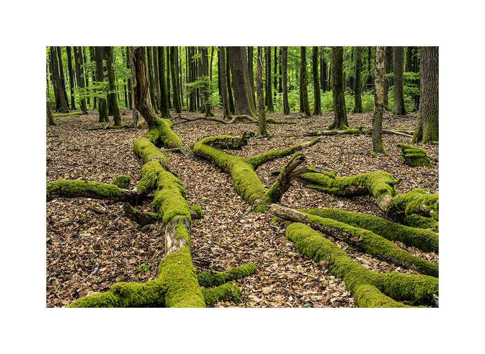Quellgebiet der Wieslauter I