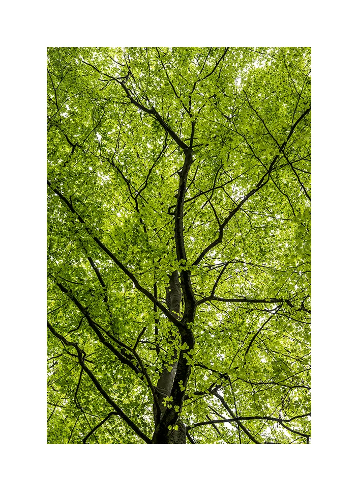 Quellgebiet der Wieslauter II