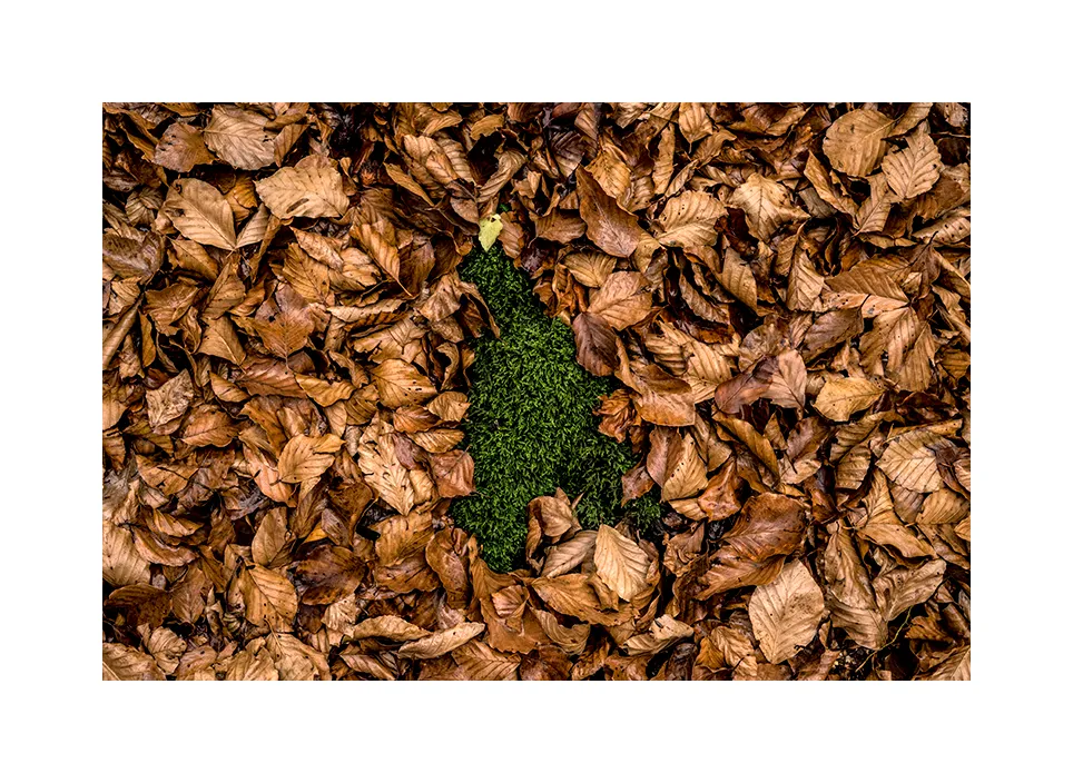 Biogradska Gora