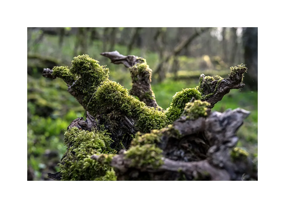 Naturschutzgebiet Manternacher Fiels