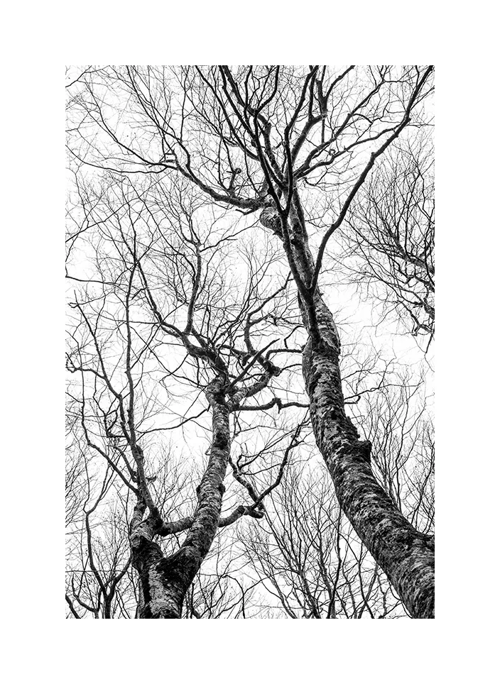 1002-19 · Bäume im Winter · Montenegro, 2022
