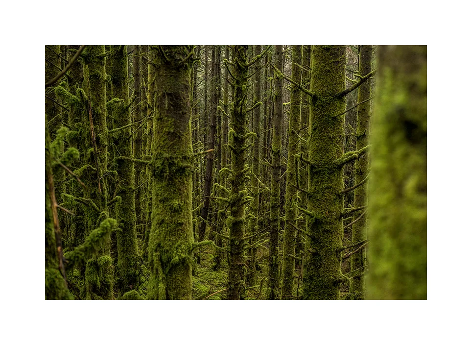 Wild Nephin Wilderness Area
