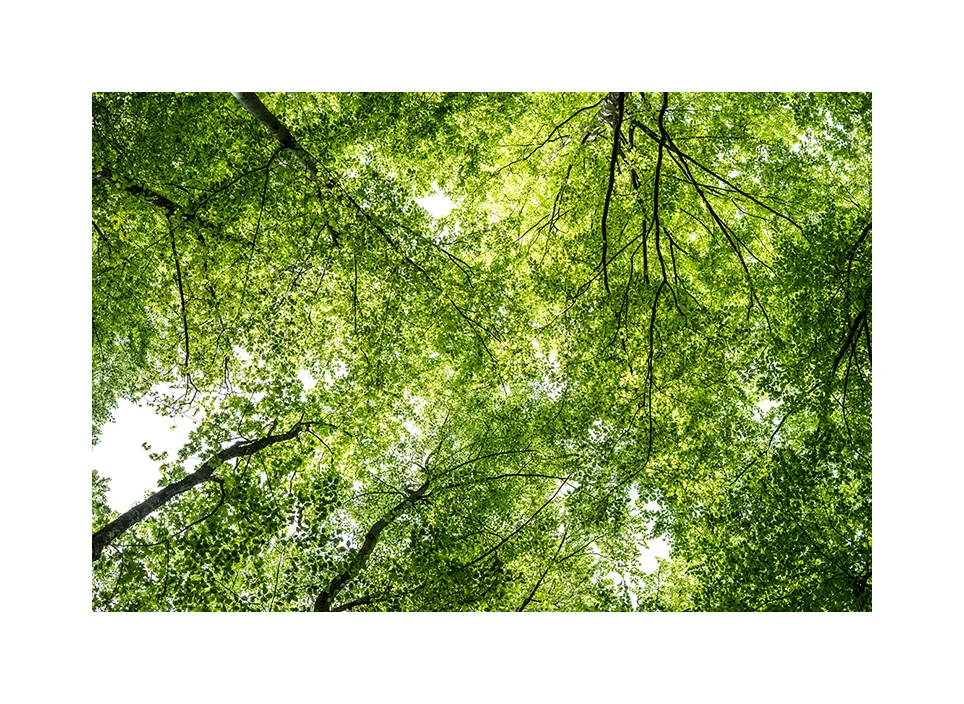 Naturwaldreservat Schlapbach