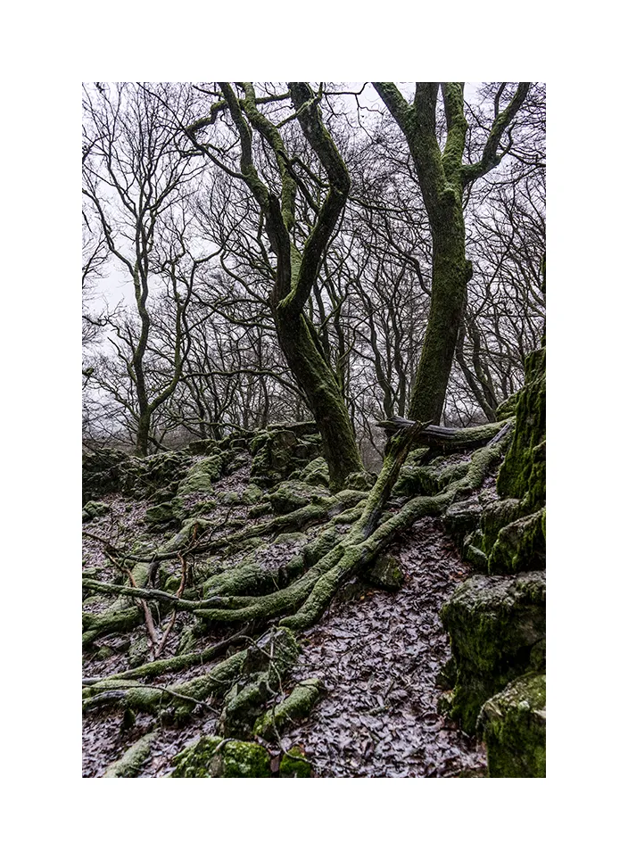 Taunus