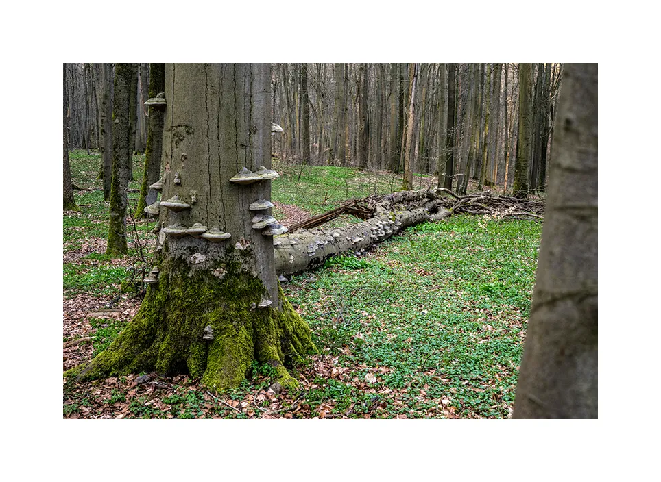 Nationalpark Hainich I