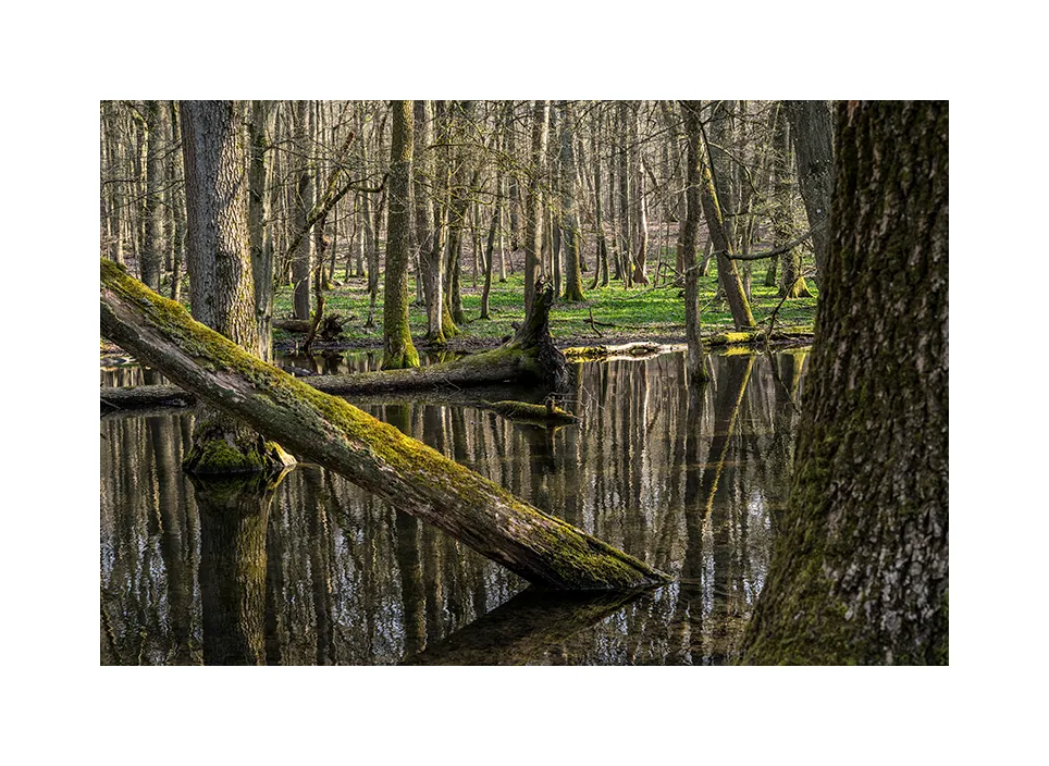 Nationalpark Hainich II