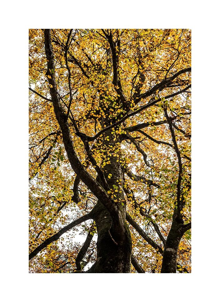 Naturwaldreservat Vogelspitz I