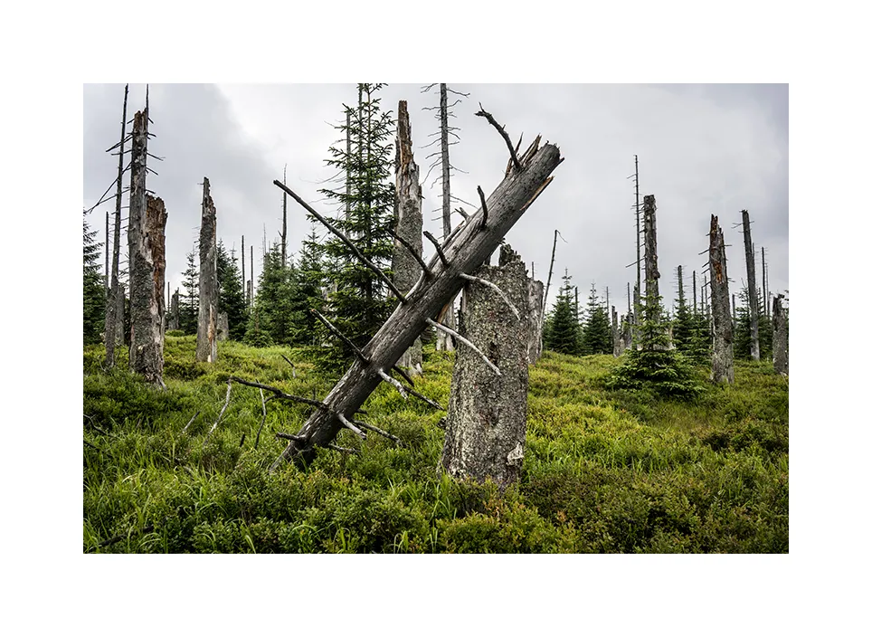 Nationalpark Bayerischer Wald I