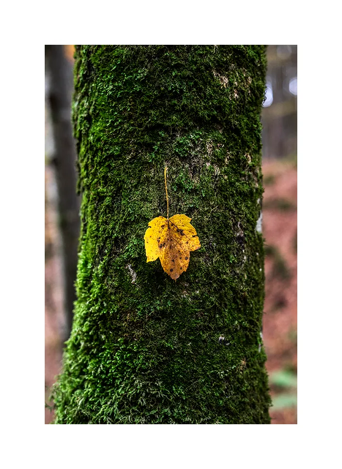 Naturwaldreservat Vogelspitz II