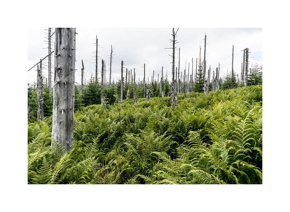 Nationalpark Bayerischer Wald III