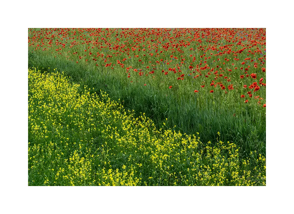 Feld