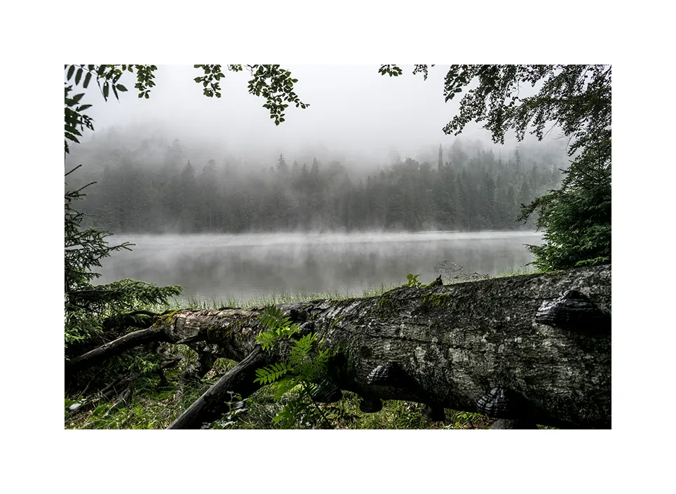 Nationalpark Bayerischer Wald IV