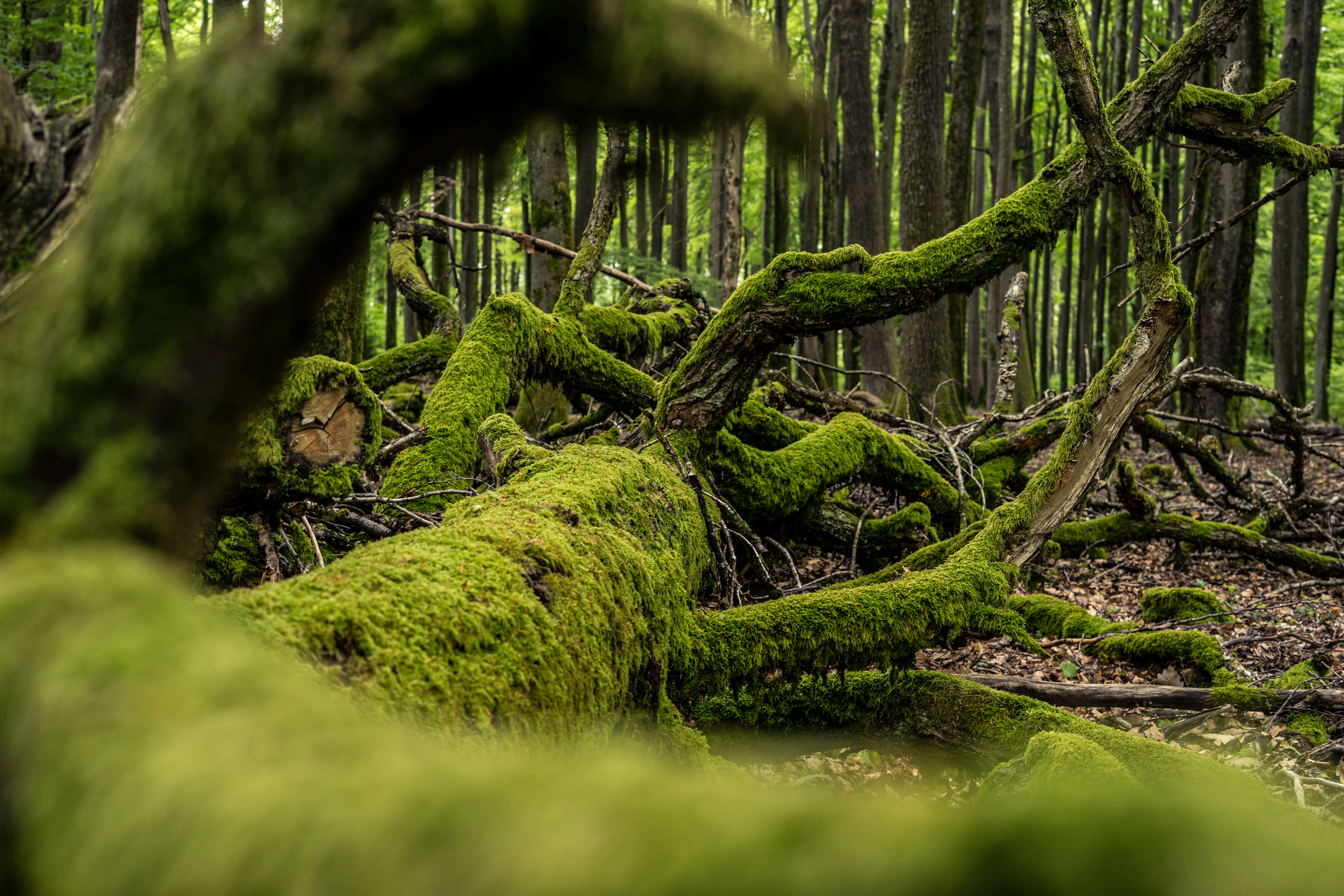 Tourenbericht: Pfälzerwald
