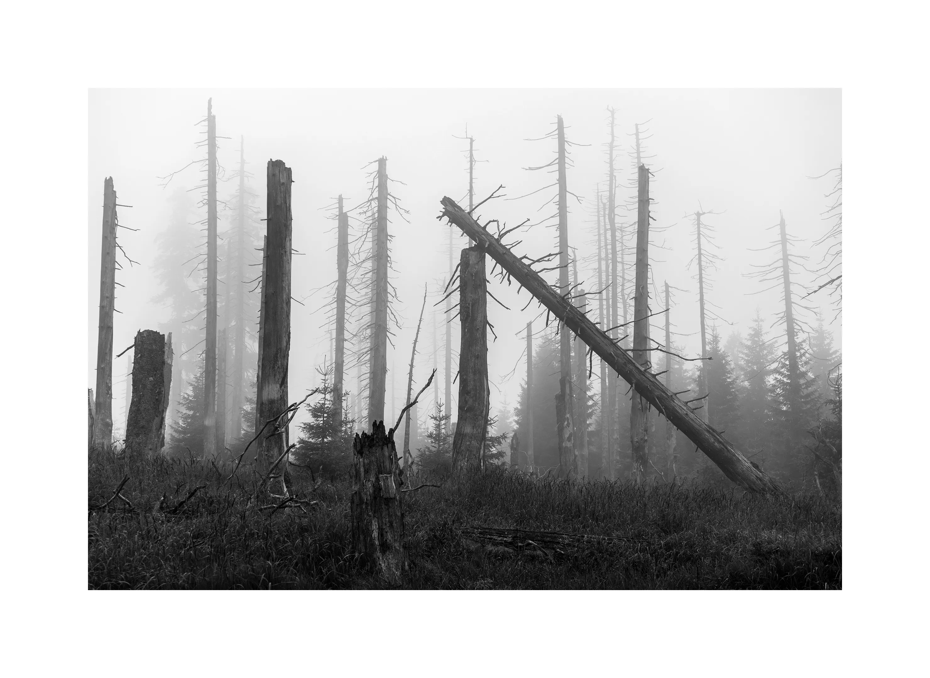 1000-13 · Toter Wald