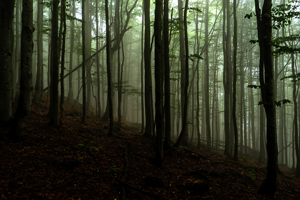 Grenzkammweg-Bayerischer-Wald