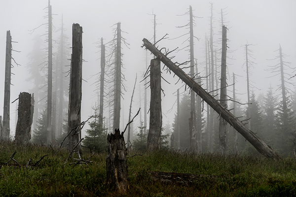 Grenzkammweg-Bayerischer-Wald