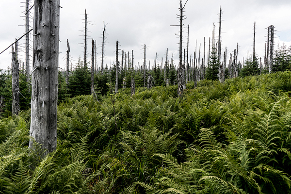 Grenzkammweg-Bayerischer-Wald
