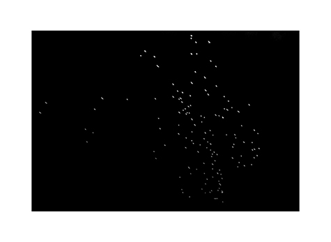 Ein Schwarm von Krähen in Spanien in Schwarzweiß