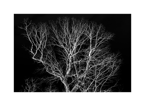 Ein kahler Baum im Reinhardswald in Schwarzweiß