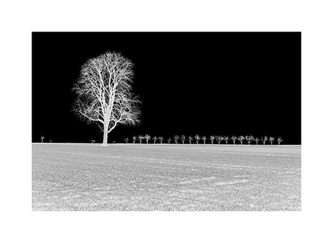 Feld mi einer Baumgruppe in Schwarzweiß