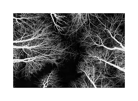 Baumwipfel in einem Wald in Montenegro in Schwarzweiß