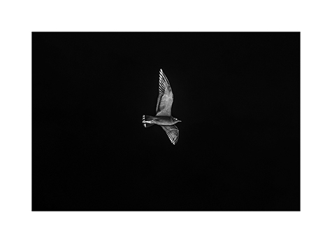 Eine einzelne Moewe am Himmel in Schwarzweiß