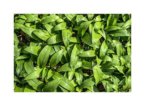Bärlauch im Nationalpark Hainich
