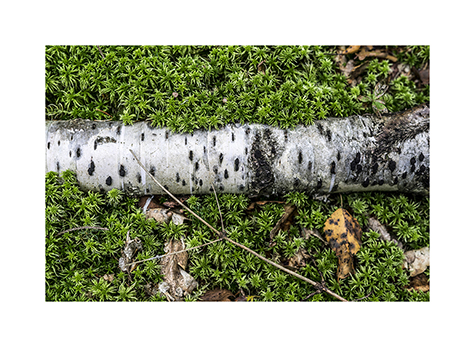 Birke und Moos in der Rominter Heide in Polen