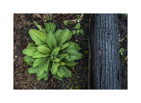 Gruene Pflanze neben einem verbrannten Baumstamm im Taunus