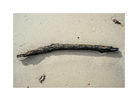 Treibholz am Strand am Cap Ferret