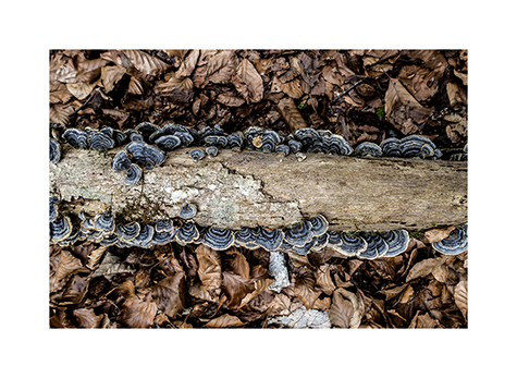 Baumpilze an einem Stamm auf dem Waldboden liegend