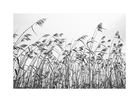 Gras im Wind in Spanien