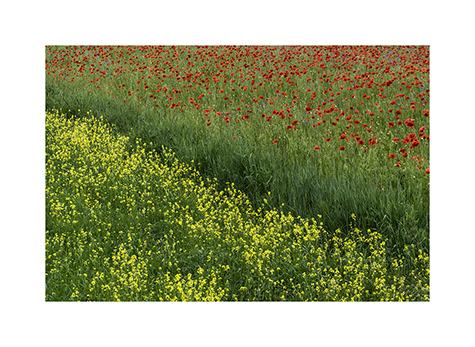 Ein Mohn- und ein Rapsfeld in Litauen