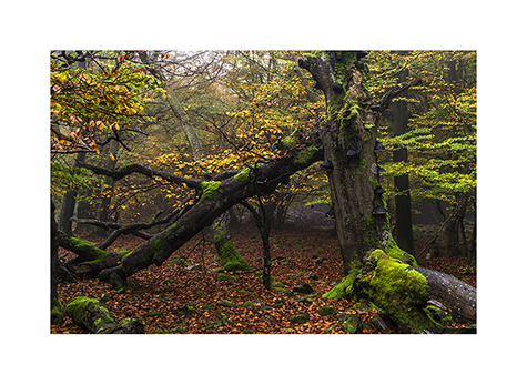 Umgestuerzter Baum im Naturschutzgebiet Altkoenig im Taunus