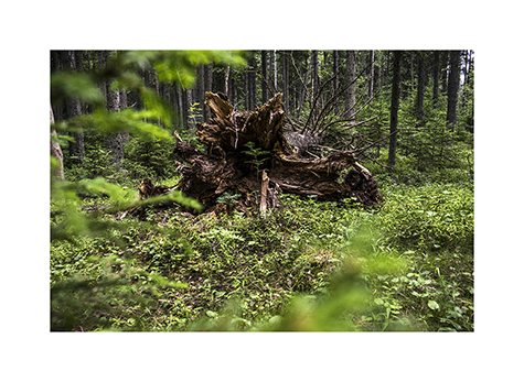 Alter Baumstamm mit jungem Baum im Nationalpark Lahemaa in Estland