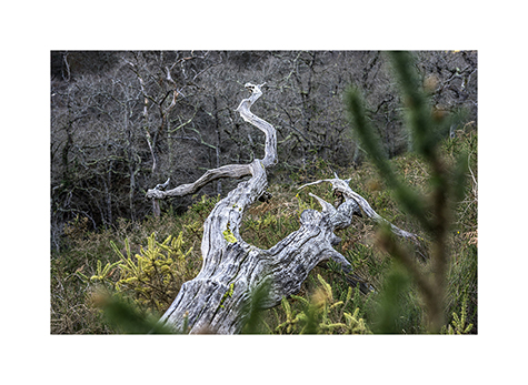 Baumgerippe im Naturpark Saja-Besaya in Spanien