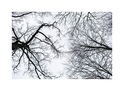 Kahle Baeume im Naturpark Habichtswald