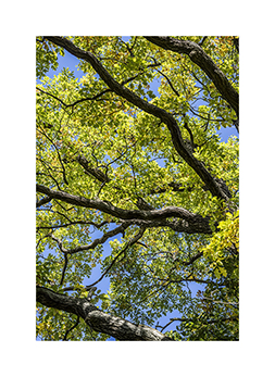 Eiche im Nationalpark Kellerwald-Edersee