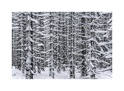 Winterwald im Nationalpark Šumava