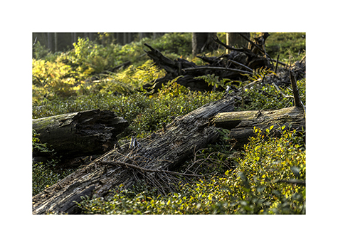 Totholz am Teisenberg in den Chiemgauer Alpen