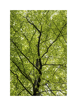 Grosse Buche im Quellgebiet der Wieslauter im Pfälzer Wald