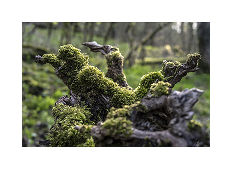 Baumstamm mit Moos im Naturschutzgebiet Manternacher Fiels in Luxemburg