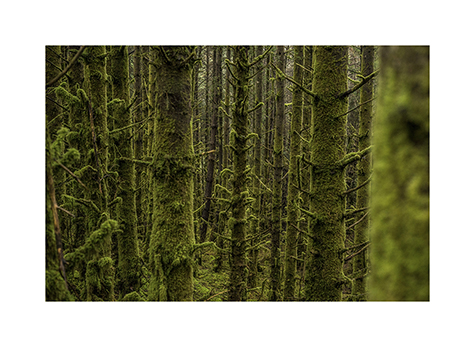 Bemooste Baeume im Wild Nephin Nationalpark in Irland