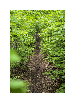 Schmaler Weg durch einen jungen Buchenwald im Haidforst in Bayern