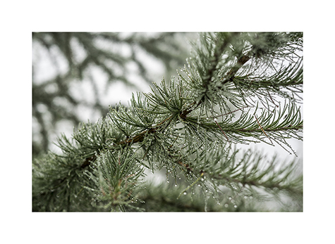 Ein Laerchenast im Regen in den Chiemgauer Alpen